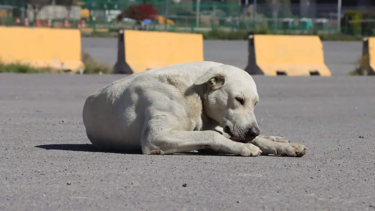 Perritos, maltrato animal (1)